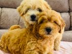 Poodle Terrier Puppies