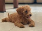 Poodle ( Toy / Tea cup)