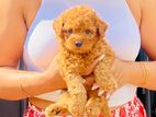 Toy Poodles