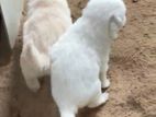 Pomeranian Puppies