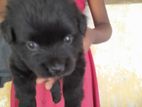 போம்மேரின் Dog