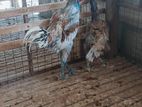 Aseel Rooster