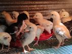 Farm Chicks