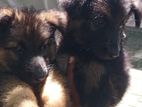 German Shepherd Puppies