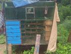 Chicken Cage