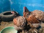 Brahma Chickens