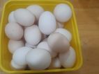 Chicken Eggs - Incubate