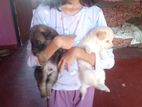 Pomeranian Dog Puppies