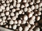 Potato Seeds