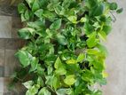 Pothos Plant
