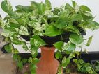 Pothos Plant