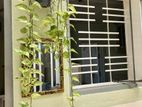 Pothos Plants
