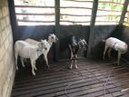 Farm Goats