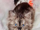 Persian Cat for Kind Home