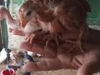 Poultry Chick