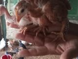 Poultry Chick