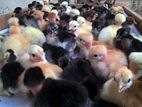 poultry chicks
