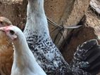 Chicken