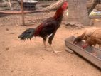 Poultry