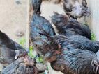 poultry