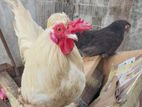 Farm Hens
