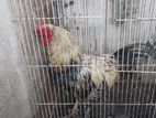 Farm Chicken