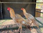 Farm Chickens