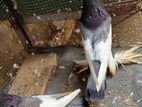 Pouter Pigeon