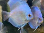Powder Blue Discus Breeding Pair