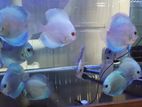Powder Blue Discus