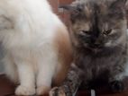 PPersian cat