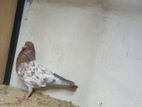 Pigeon