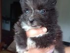 Pomeranian Puppy