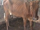 Pregnant cow
