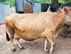 Female Cow
