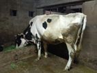Farm Cow