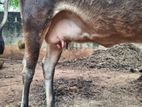 Pregnant Cows