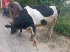 Pragnant kani nagu