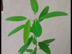Pranajeewa plant