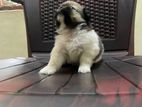 Prapso Shih Tzu Puppies