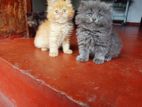 Persian Cats