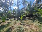 ප්‍රධාන පාරට මුහුණලා වටිනා පොල් ඉඩමක්
