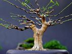 Pre Bonsai Plant