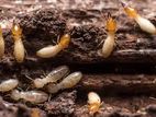 Pre Construction Termite Treatment ( Pest Control )
