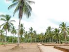 Precious Land for Sale in Kurunagala