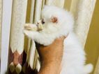 Persian Cat