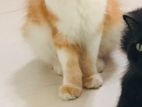 pregnant persian cat