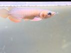 24K Golden Arowana Fish