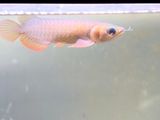 24K Golden Arowana Fish