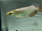 Premium 24K Golden Arowana